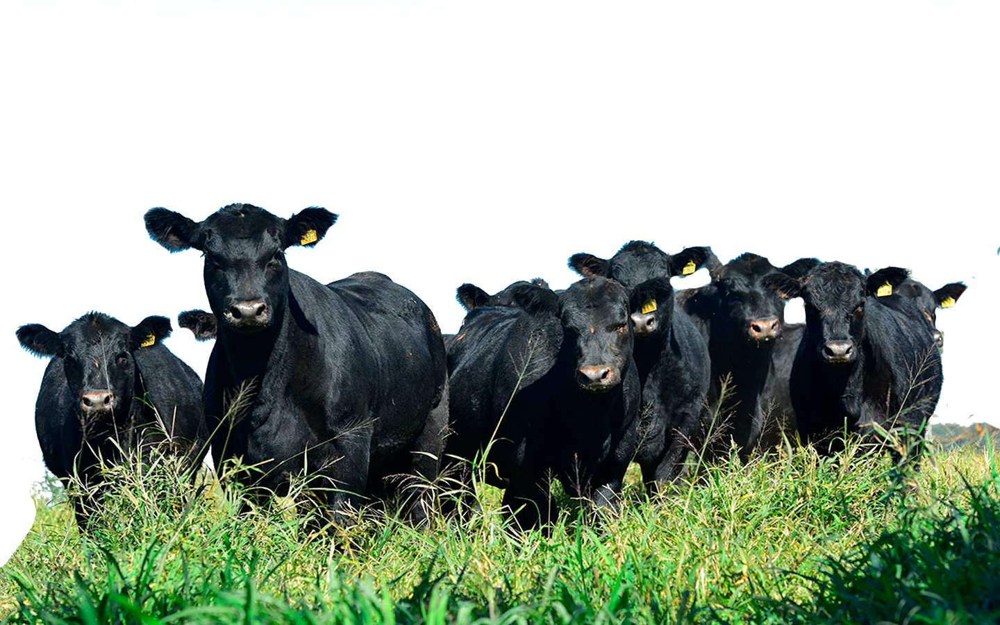 Rebanho bovino de cooperado da Ouro do Sul no Vale do Caí